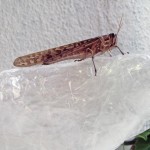 langosta_Oliver_Behrmann_20121218