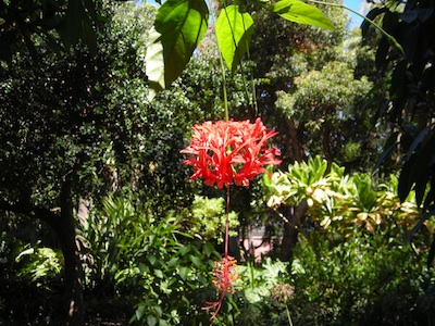 Jardín Botánico Tenerife