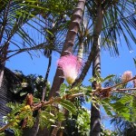 Visita al Jardín Botánico, Tenerife Jardín Botánico Tenerife